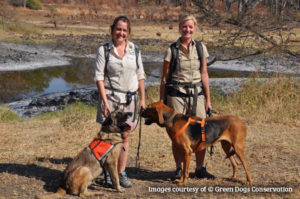 Anti-poaching Dogs – Unsung Heroes of Conservation