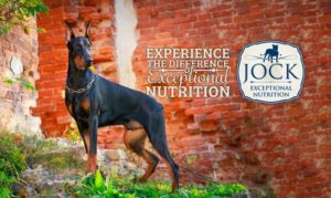 Know your Breed: Doberman