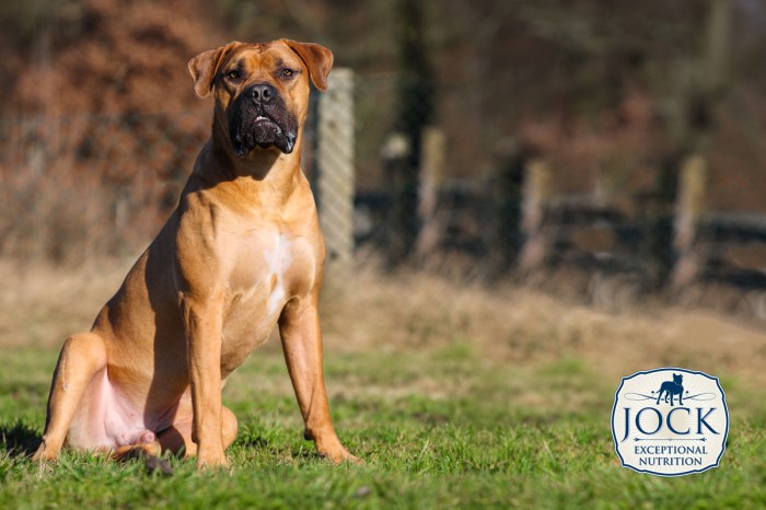 know-your-breed-boerboel-pic-2