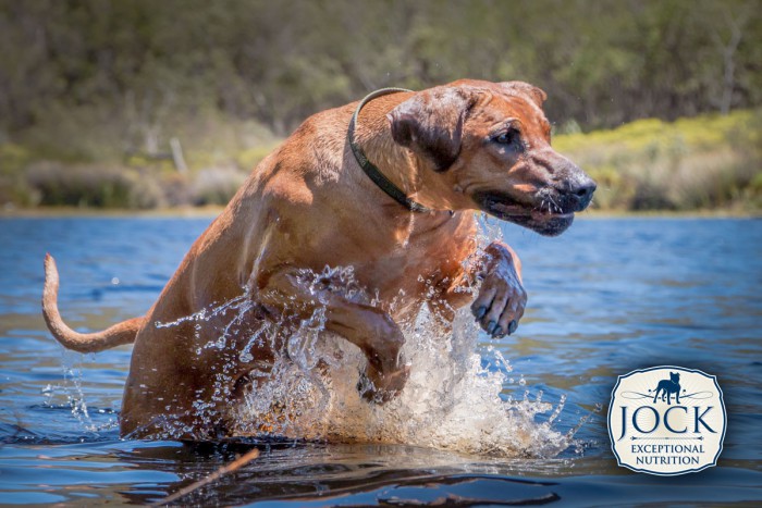 Know-your-breed-Ridgeback-2