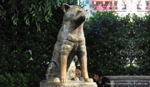 SA’s own Hachiko from Bethal