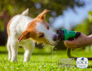 Ask the Expert: Dehydration in Dogs