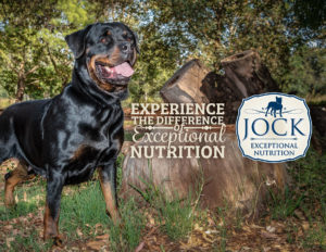 Know Your Breed: Rottweiler