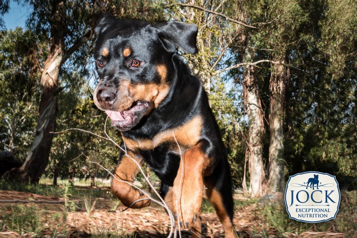 Know-your-breed-Rottweiler-secondary-image