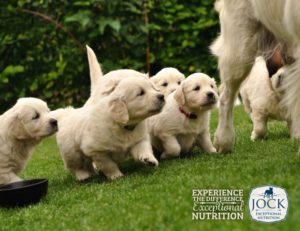 Ask The Expert: Canine Sterilisation