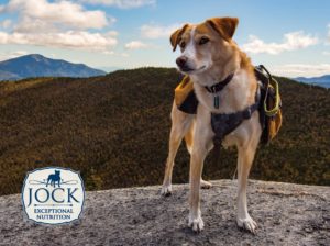 Ask The Expert: Outdoor Activities for Adventurous Dogs