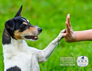 Ask The Expert: The Importance of Training & Socialisation