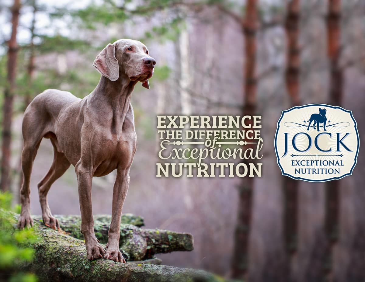 Know Your Breed Weimaraner JOCK Dog Food