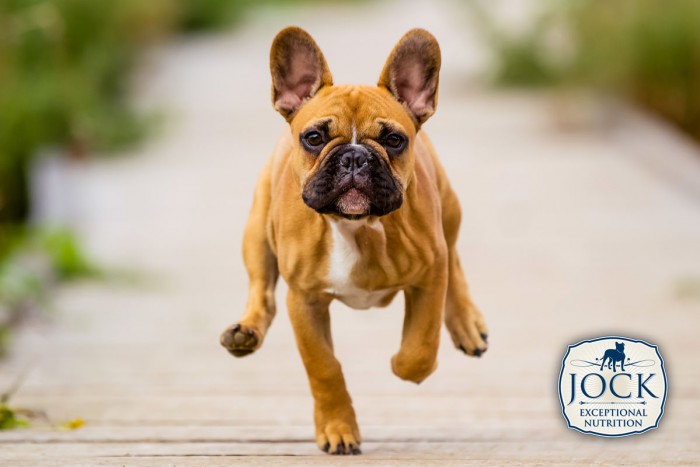 Know-your-breed-french-bulldog-Feb-secondary-image