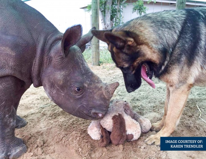 2016-Feb---Hero-Poaching-dog-with-rhino[21]