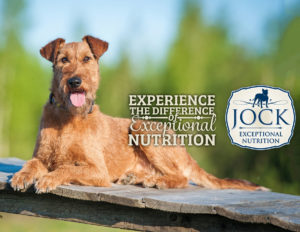 Know Your Breed: Irish Terrier