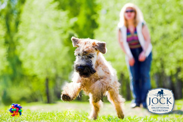 Know-your-breed-Irish-Terrier-March-secondary-image