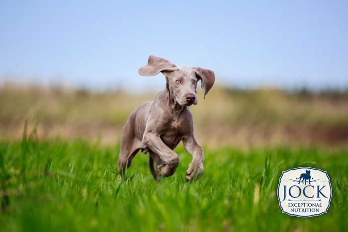 Know-your-breed-weimaraner-january-secondary-image