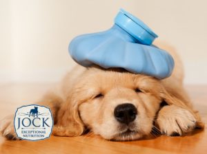 Ask The Expert: First Aid for Dogs, Part 1