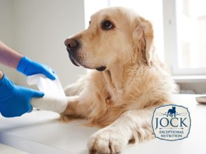Ask The Expert: First Aid for Dogs, Part 2