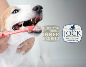 July 2021 – Canine Dental Health