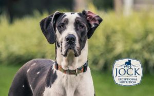 Know Your Breed: Great Dane