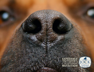 Ask The Expert: Your Dog’s Senses