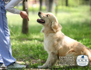 July 2020 – Ask The Expert: Speech Training Your Dog