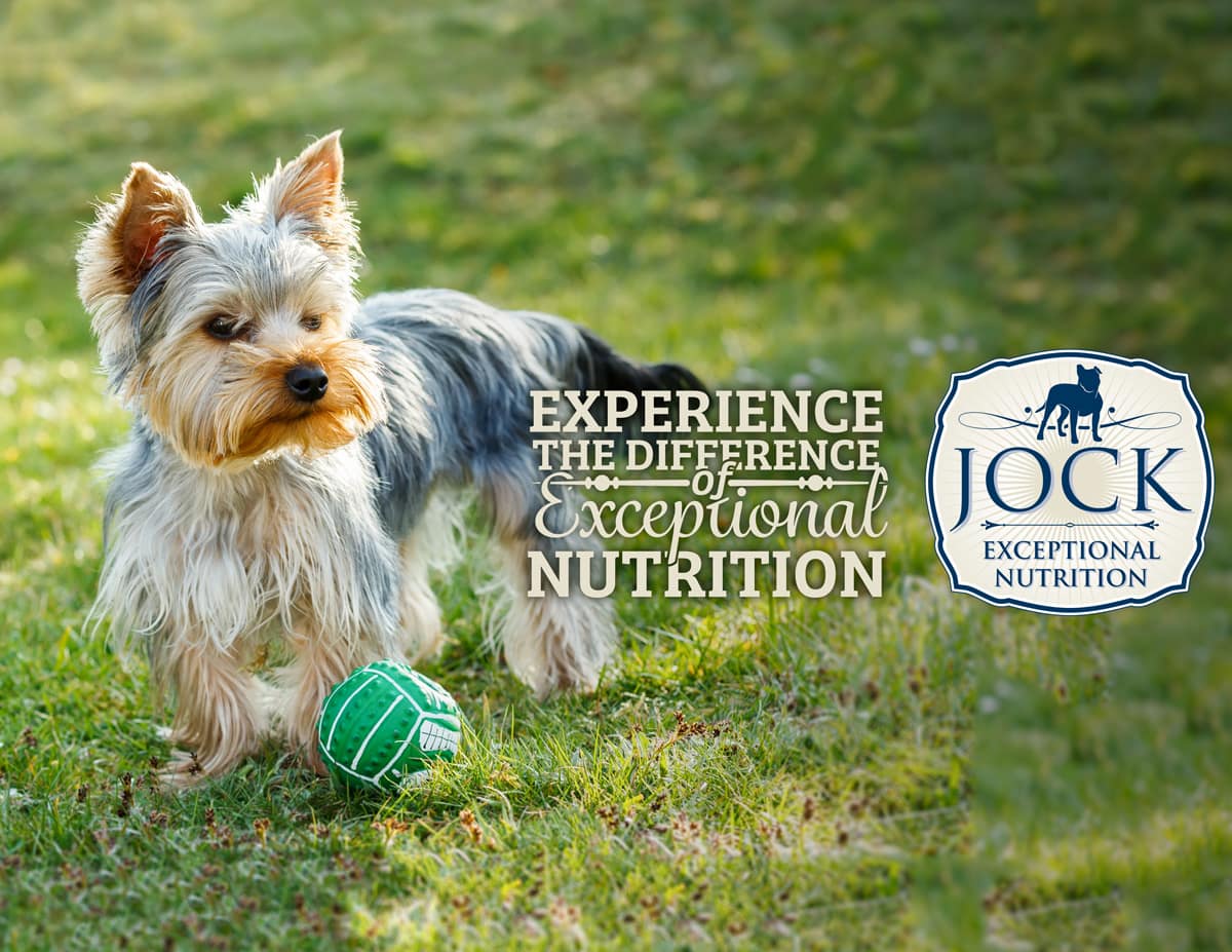 Best dog food on sale for toy yorkie