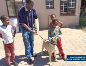 Young Sipho, a Brave Hermanus Hero, Continues to Care for Dogs in Need