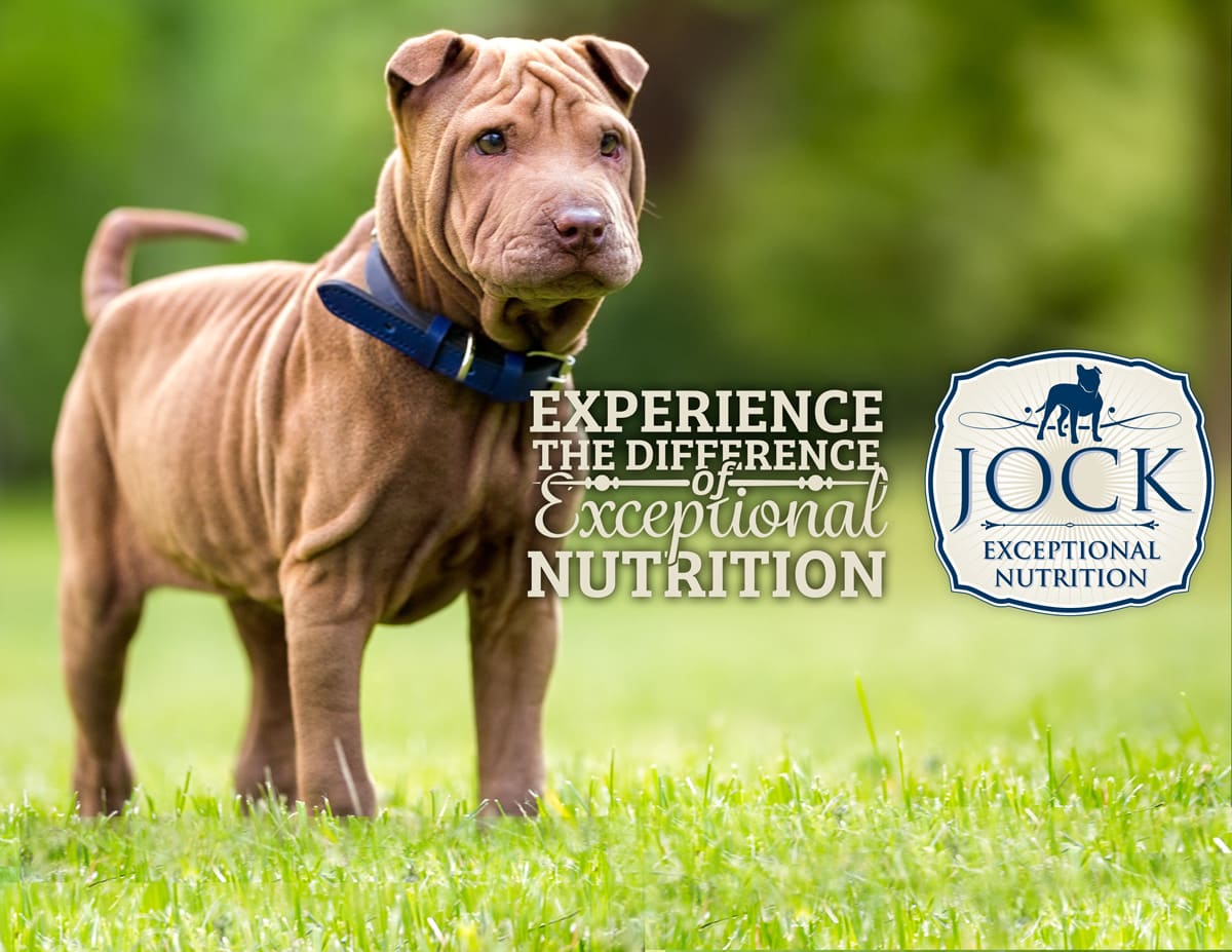 Shar pei 2024 dog food