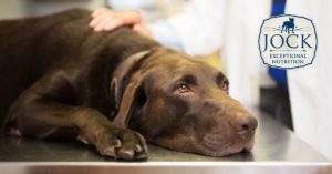 Ask The Expert: How often should my dog go to the vet?