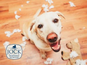 May 2020 – Ask The Expert: What to do with dogs that chew
