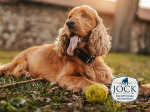 Know Your Breed: Cocker Spaniel