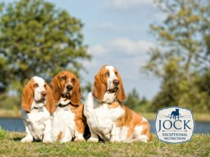 Know your breed: Basset Hound