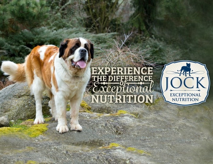 Know Your Breed - Saint Bernard - JOCK Dog Food