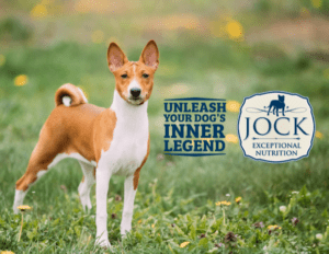 Know your breed: Basenji