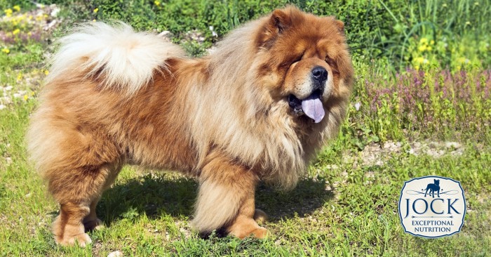 2017_08_Know-your-breed_Chow-Chow_-secondary_image