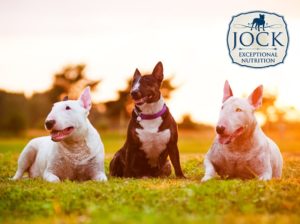 Know your breed: Bull Terrier