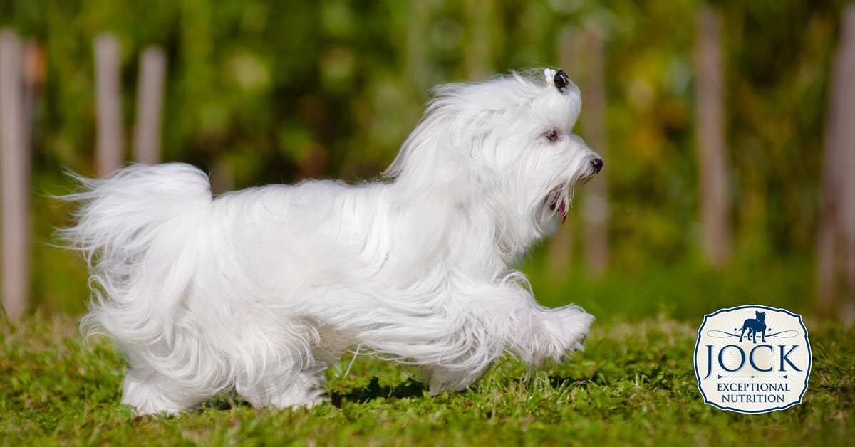 Know Your Breed - Maltese