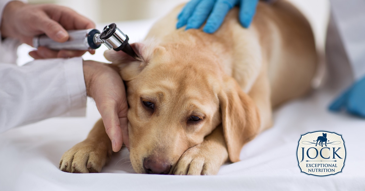 Ask The Expert - Ear infections in dogs