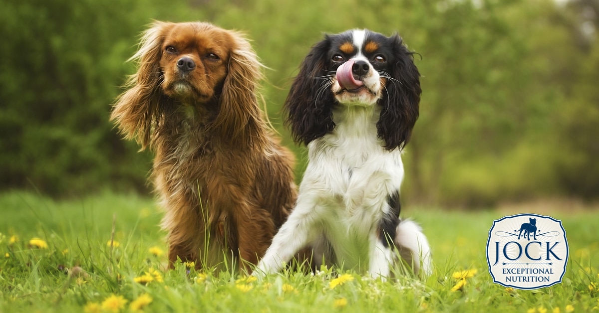 Know Your Breed - Cavalier King Charles Spaniel - Two Dogs