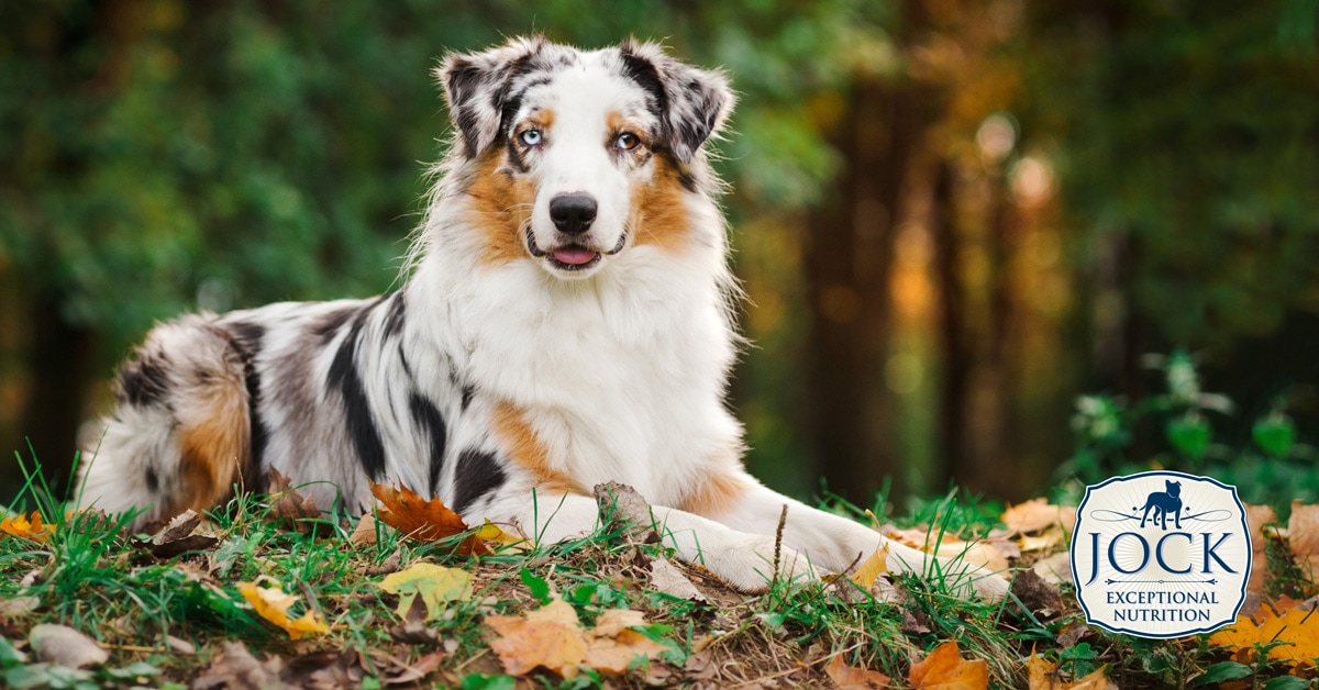 Know your breed: Australian Shepherd