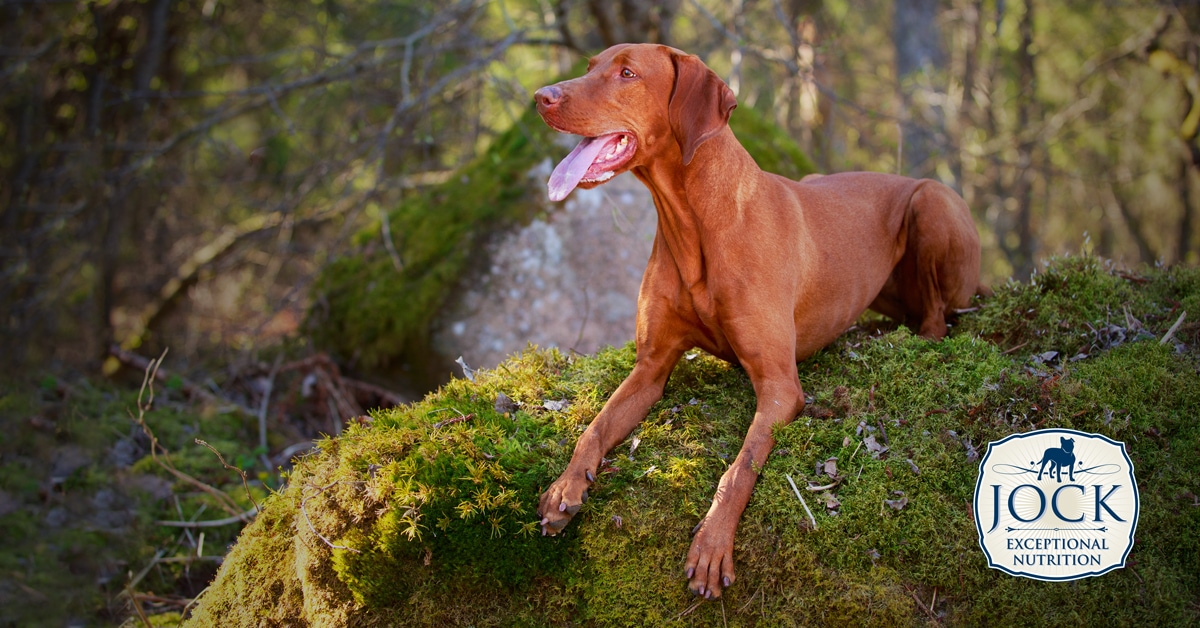 Know your breed: Vizsla