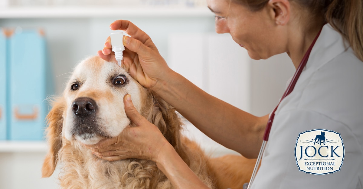 Ask The Expert - Cataracts in dogs