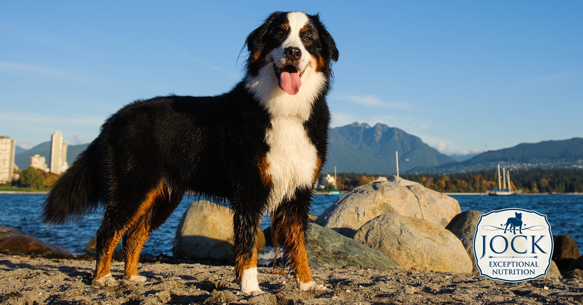 Know your breed: Bernese Mountain Dog