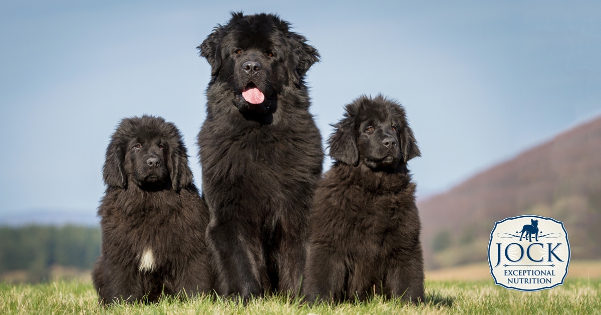 Know your Breed Newfoundland