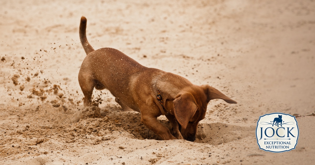 Ask the Expert - Compulsive behaviour in dogs