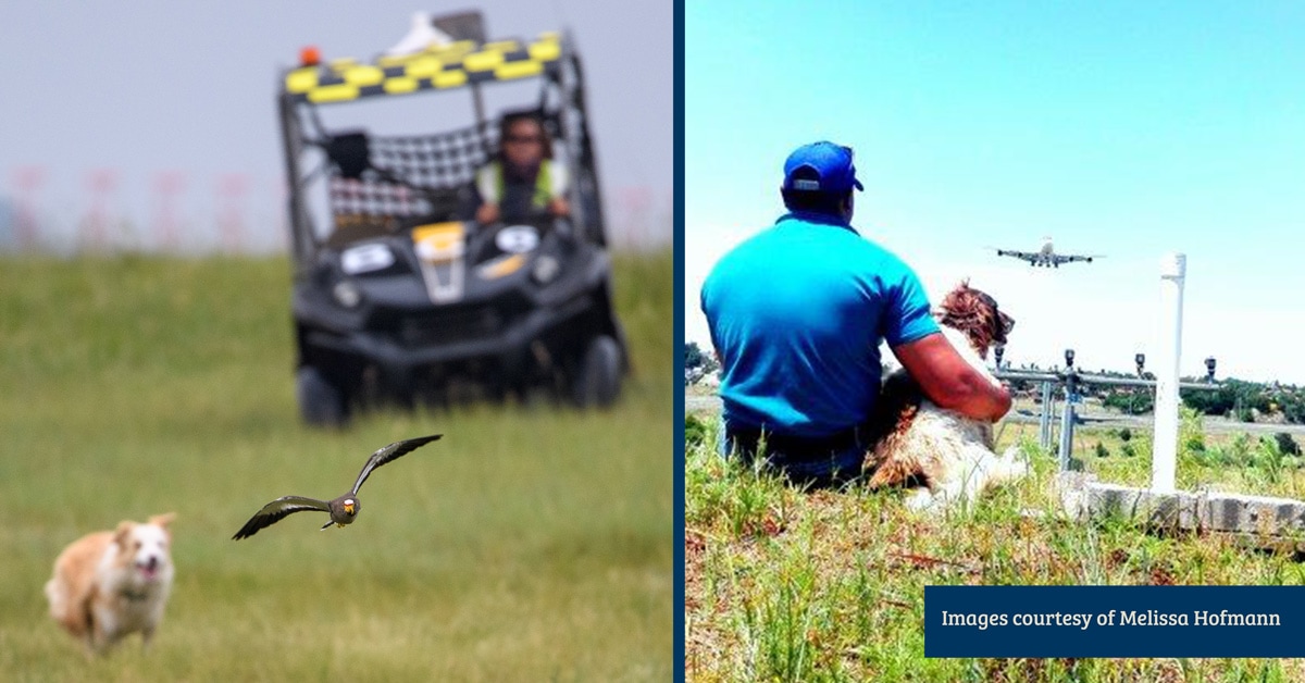  AIRPORT HEROES: CHASING BIRDS TO THEIR HEARTS’ CONTENT 