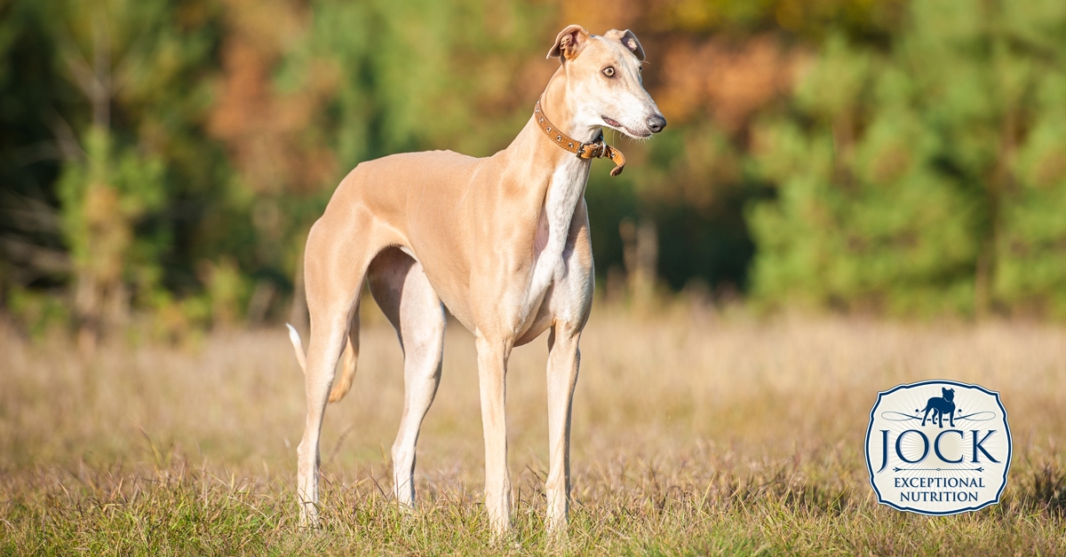 Know your breed: Greyhound