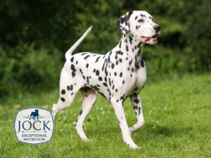 Know Your Breed: Dalmatian