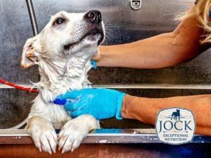 Ask The Expert: Grooming Your Dog